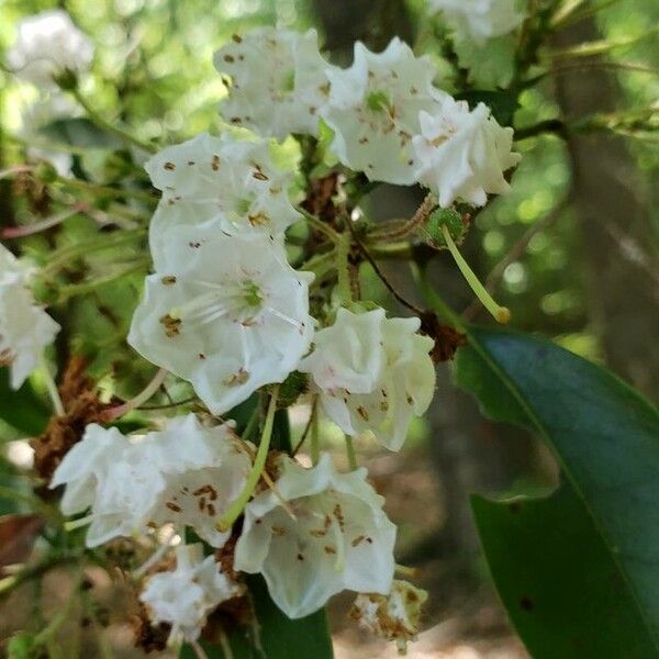 Kalmia latifolia Flor