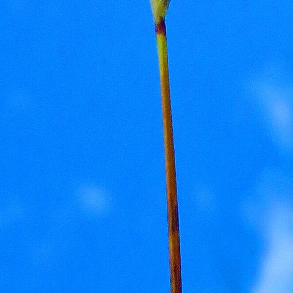 Acrospelion distichophyllum Flower