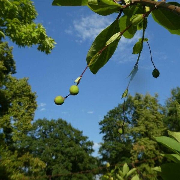 Prunus virginiana Frucht