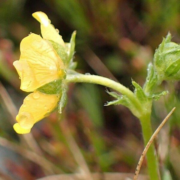 Potentilla aurea Alkat (teljes növény)