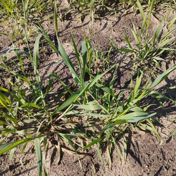 Avena sativa Blad