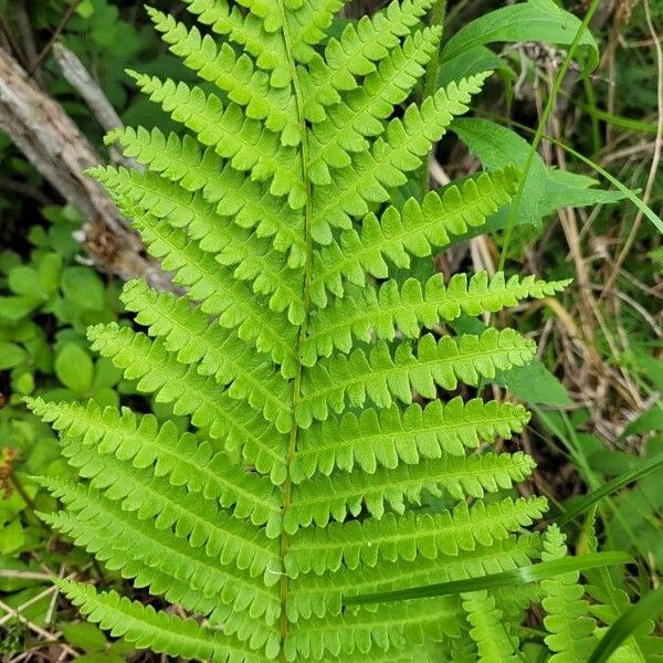 Osmundastrum cinnamomeum ഇല