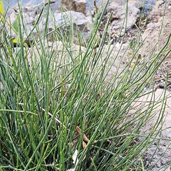 Equisetum ramosissimum Leaf