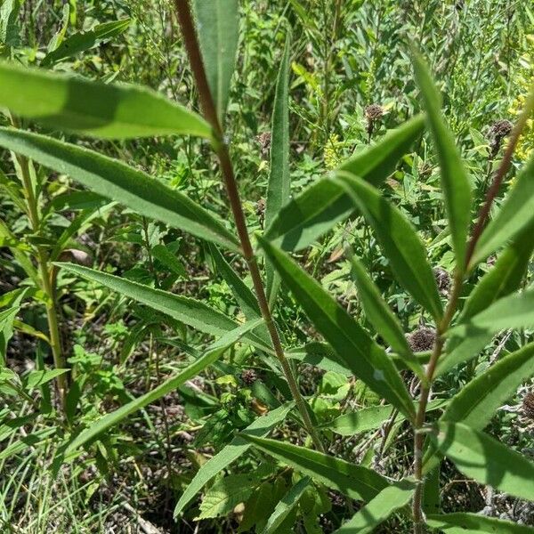 Helianthus pauciflorus Leaf