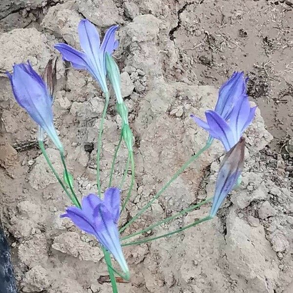 Triteleia laxa Flower