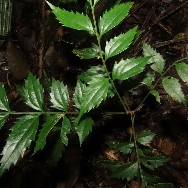 Roupala montana Leaf