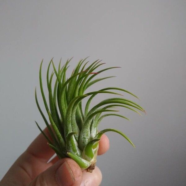 Tillandsia ionantha List