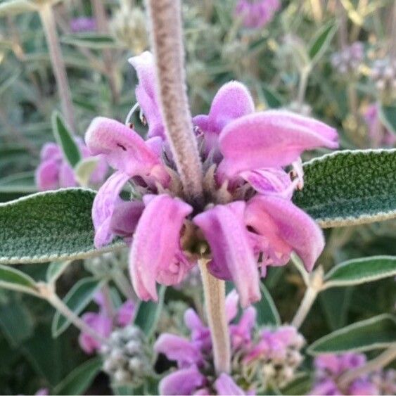 Phlomis purpurea Kvet