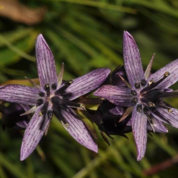 Swertia perennis Blüte