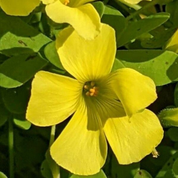 Oxalis pes-caprae Blüte