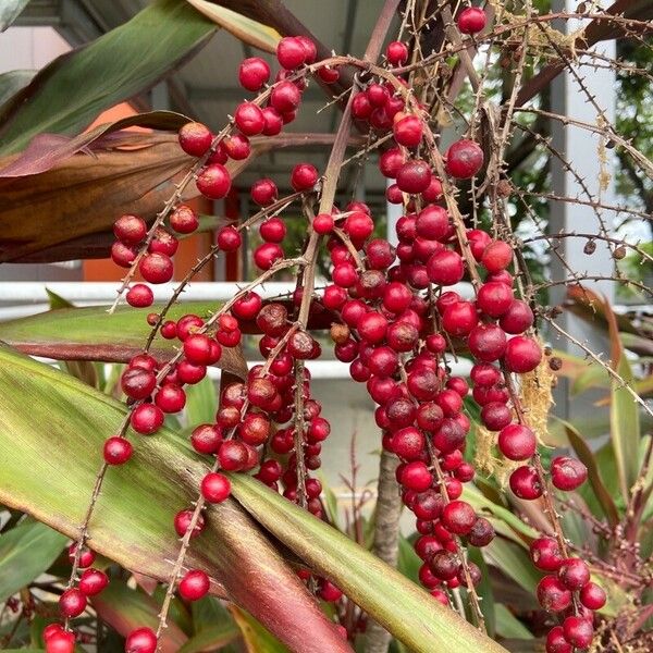 Cordyline australis Frucht