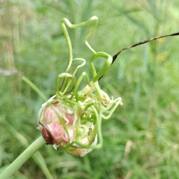 Allium vineale Flor