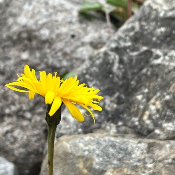 Leontodon incanus Flower