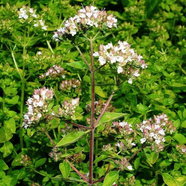 Origanum vulgare Blomst