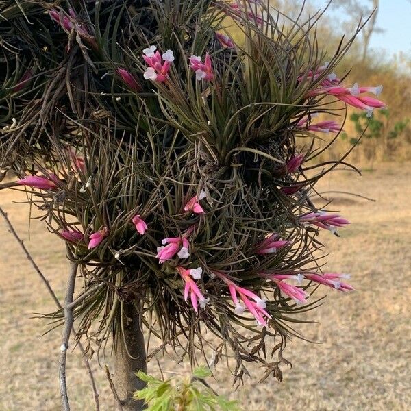 Tillandsia tenuifolia Květ