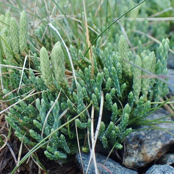 Lycopodium alpinum Natur