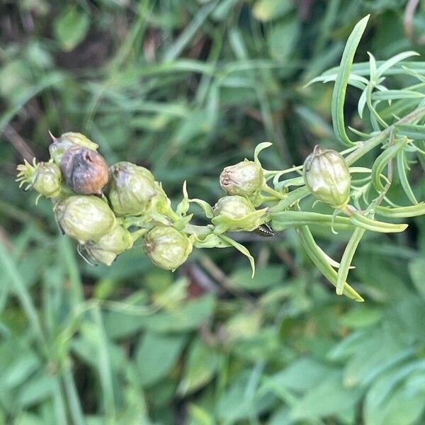 Linaria vulgaris Frugt