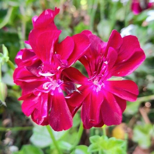 Pelargonium peltatum Kvet