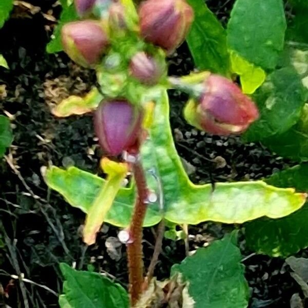 Abelmoschus manihot Flower