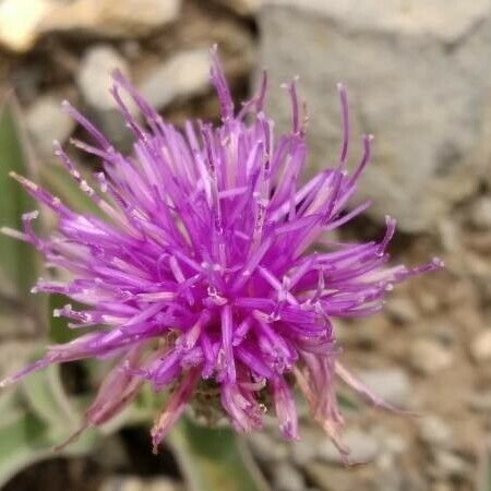 Klasea nudicaulis Květ