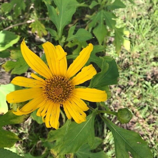 Tithonia diversifolia 花