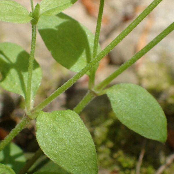 Moehringia trinervia Leaf