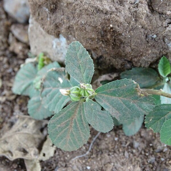 Malvastrum coromandelianum Flor