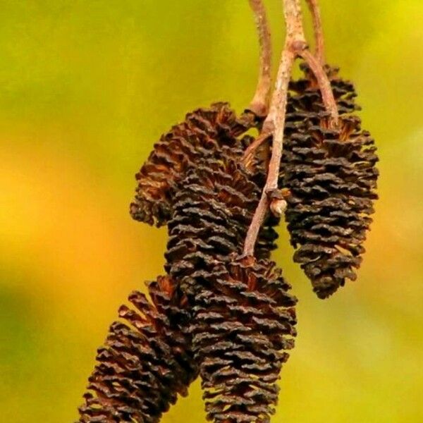 Alnus glutinosa Fruit