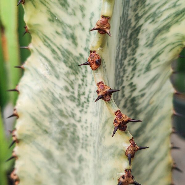 Euphorbia ammak Altres