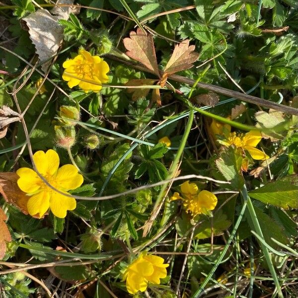 Potentilla verna Çiçek