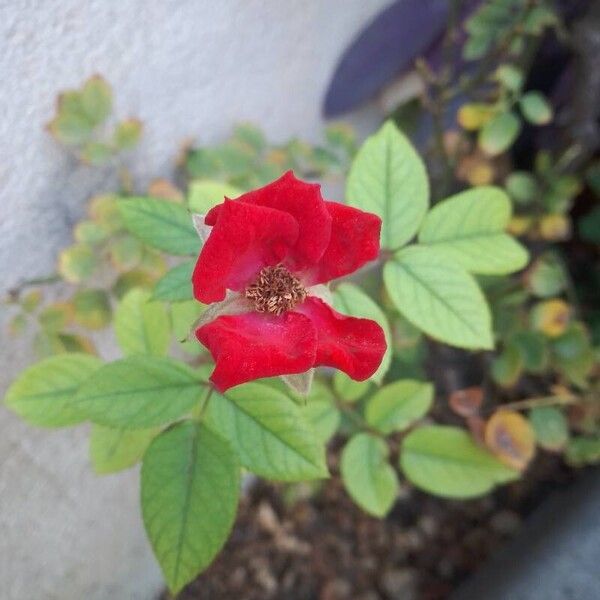 Rosa pendulina Flower