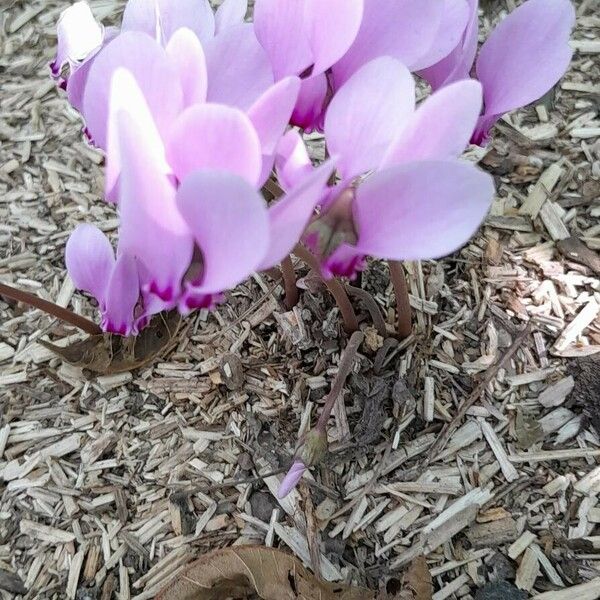 Cyclamen hederifolium Habitat