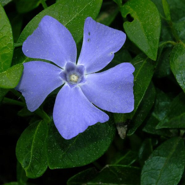 Vinca minor Blüte