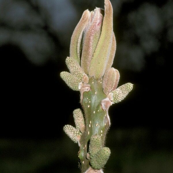 Juglans mandshurica Flower