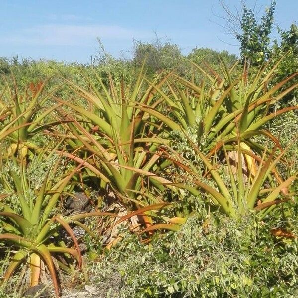 Aloe alexandrei Habit