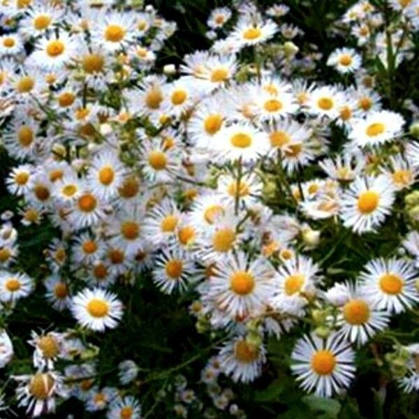 Erigeron strigosus Õis