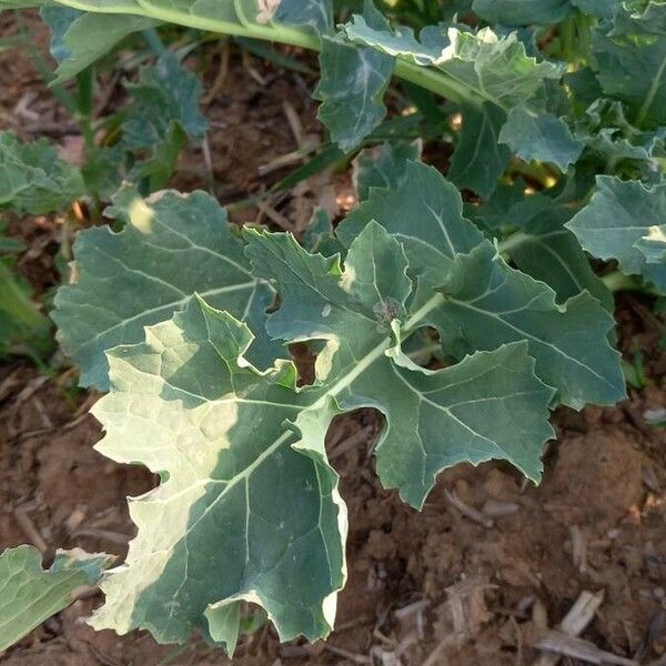 Brassica napus Levél