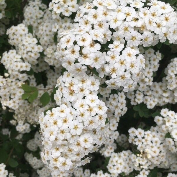 Spiraea media Flower