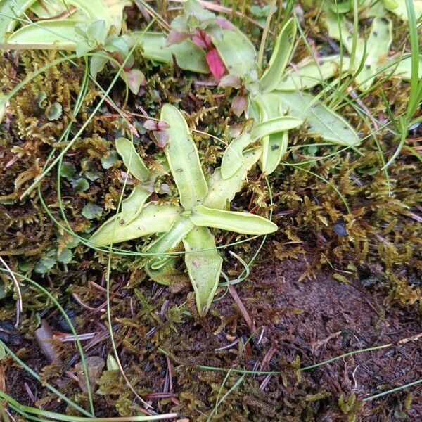 Pinguicula vulgaris ഇല