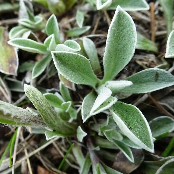 Antennaria dioica ᱥᱟᱠᱟᱢ