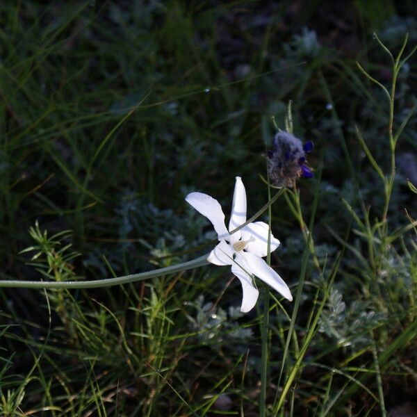 Milla biflora Blomst