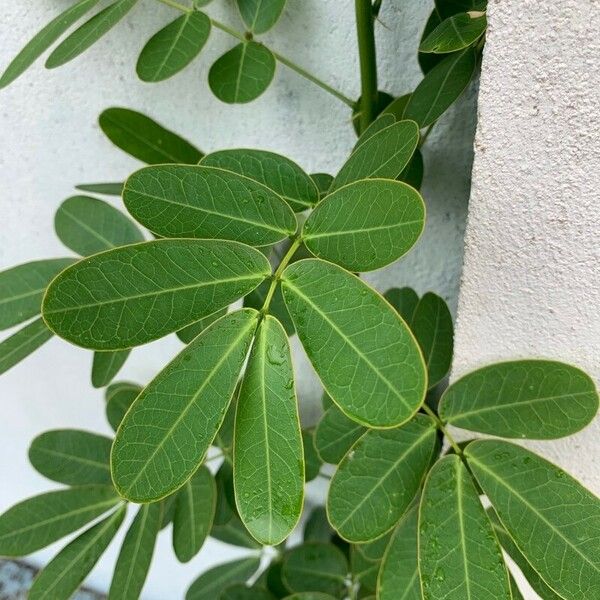 Senna pendula Feuille