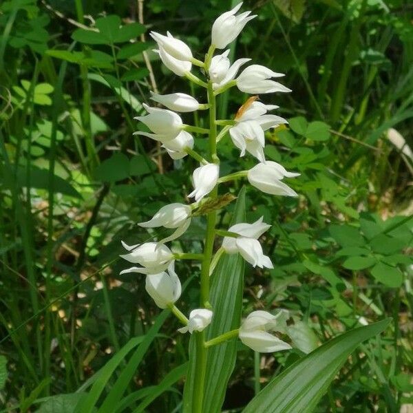 Cephalanthera longifolia 花