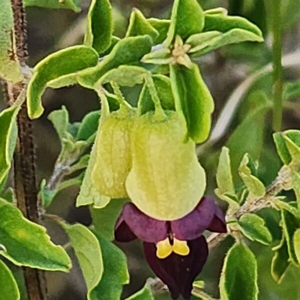 Tinnea aethiopica Květ