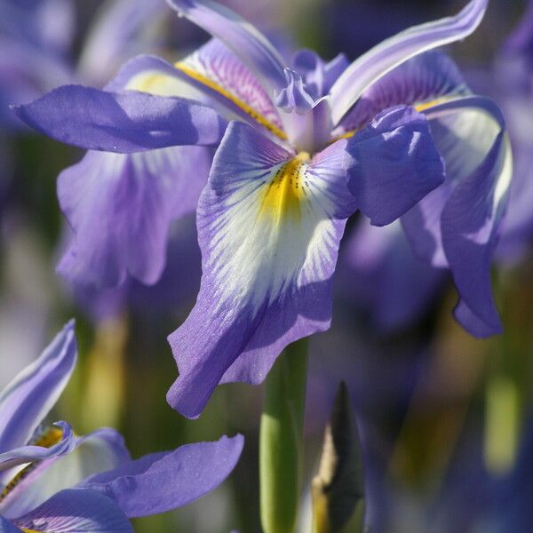 Iris cycloglossa Kvet