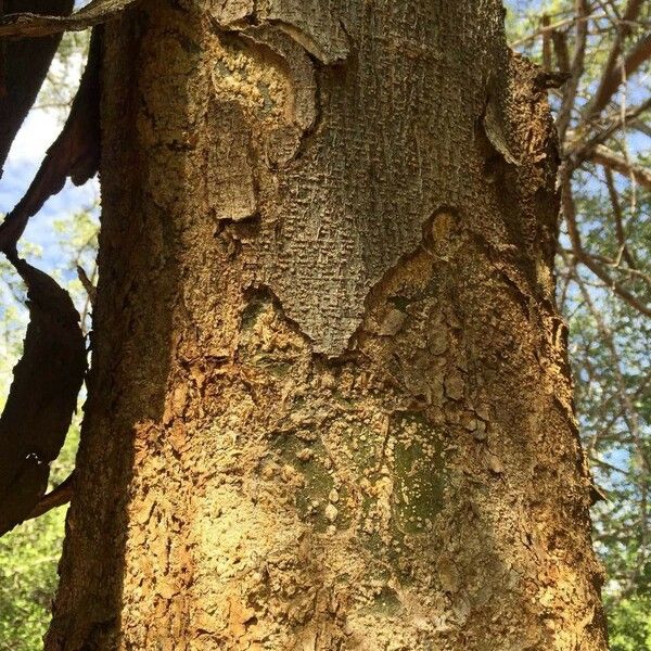 Albizia forbesii List