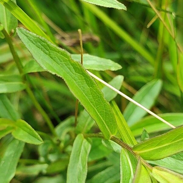 Pentanema salicinum Leaf