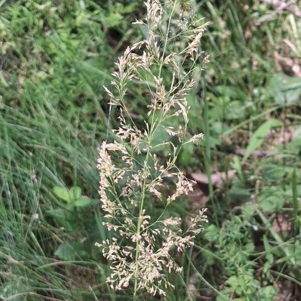 Agrostis gigantea Fruit