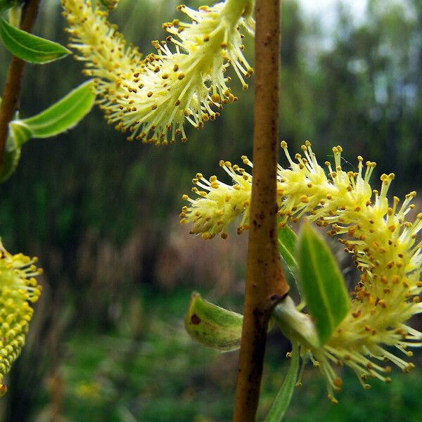 Salix triandra फूल