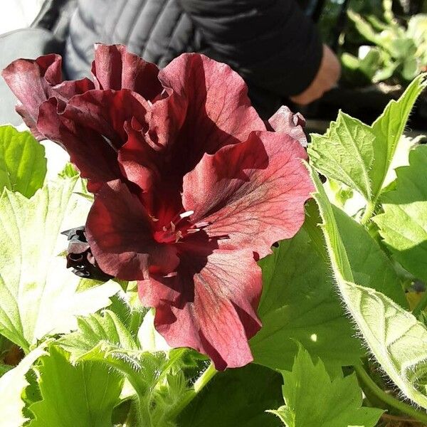 Pelargonium grandiflorum Цветок